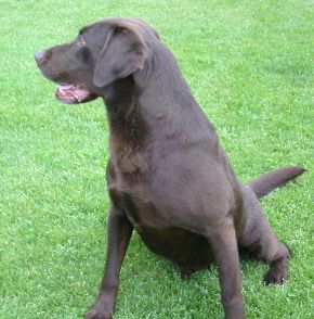 Fry Creek Dusty Bo Jangles