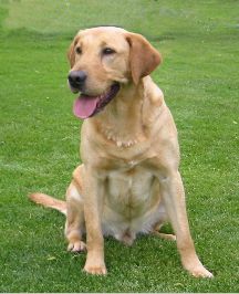 Fryline's Bubba Boomerang