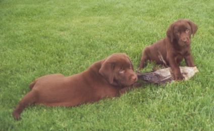 Bo ex Pistol Rose 6wks with goose wing