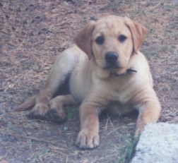 NAFC Crunch ex Zerbe 12 wks