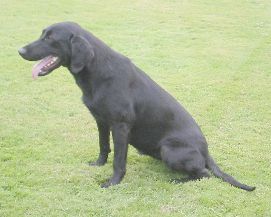 Grindstone Viva la Vegas