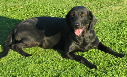 Grindstone Viva la Vegas